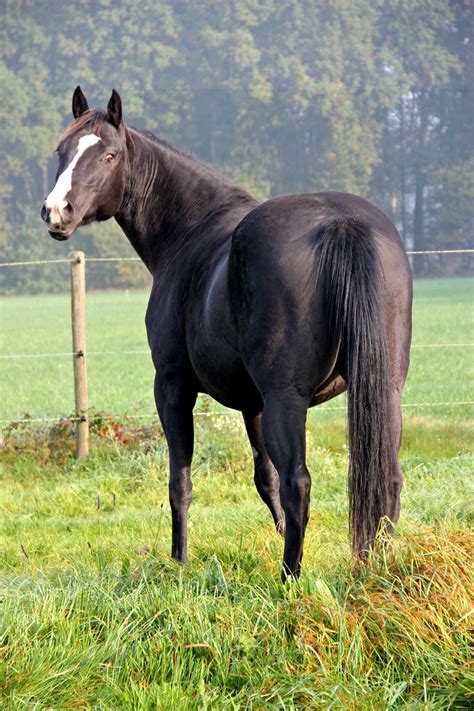 De laatste tijd is het druk,druk,druk! Brokers black Diamond smoky black APHA mare paint mare cream