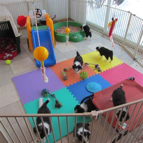 Places You Can Go To Play With Puppies Near Me Try Your Best Day By