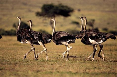 Ostrich Habitat Food And Facts Britannica
