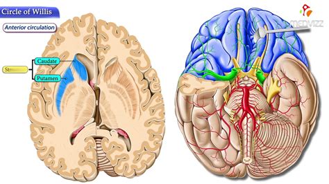 Circle Of Willis Animated Video Cerebral Arteries Youtube