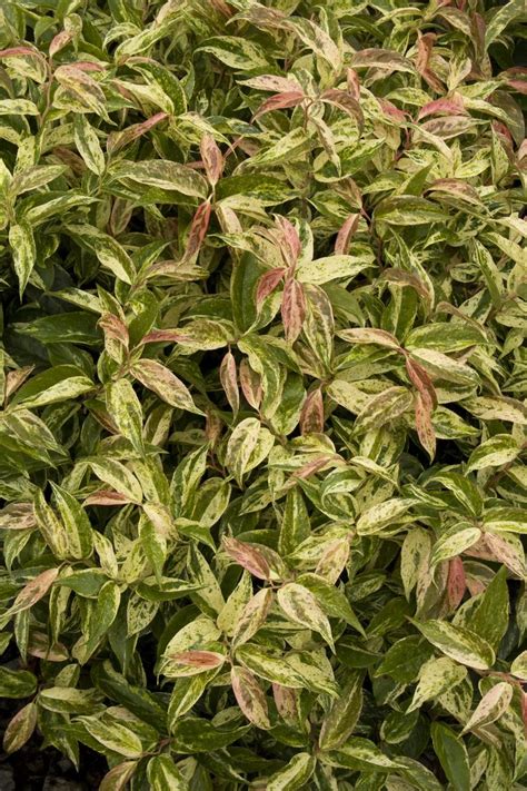 Check spelling or type a new query. Rainbow Drooping Fetterbush. Leucothoe fontanesiana ...