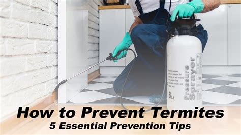 How To Prevent Termites 5 Essential Prevention Tips The Pinnacle List