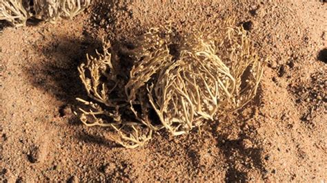 We are fully familiar with the range of issues surrounding the appropriate treatment of older buildings and can advise on, and. The Rose of Jericho, a Timelapse Wonder | Mental Floss