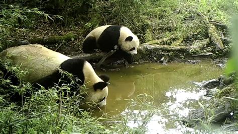 Mother Panda And Cub Spotted Drinking Water In The Wild Cgtn