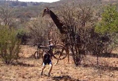 Giraffe Attacks Cyclist News24
