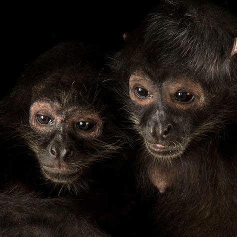 コレクション baby monkey for sale near me 125148-Baby monkey for sale near me