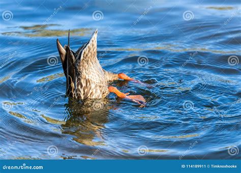 Female Duck Diving With Legs In The Air Stock Image Image Of Brown