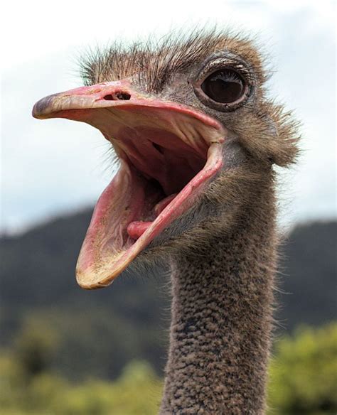 Do Ostriches Have Teeth Do They Bite Facts Animal Vivid