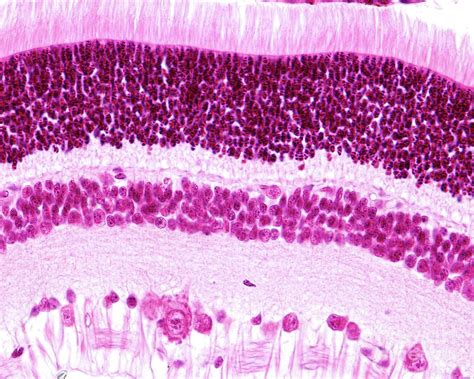 Retina Layers Photograph By Jose Calvo Science Photo Library Pixels