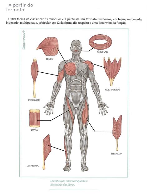Forma Dos Músculos Ideias Para Cadernos Ciencias Anatomia