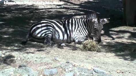 Philadelphia Zoo Zebras On A Very Hot Day In July Youtube