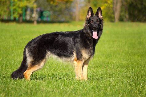 German Shepherds Everything You Need To Know About The Breed