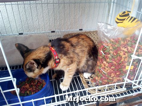 Makanan kucing banyak dijual berupa kalengan ataupun kiloan. Makanan Terbaik Untuk Kucing Kesayangan Anda