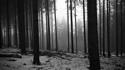 Forest Trees Monochrome Landscapes Wallpapers Allwallpaper Pc