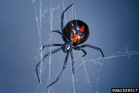 Black Widow Spider Latrodectus Mactans Araneae Theridiidae 1528017
