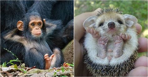 30 Cutest Baby Animals That Will Surely Make Your Day