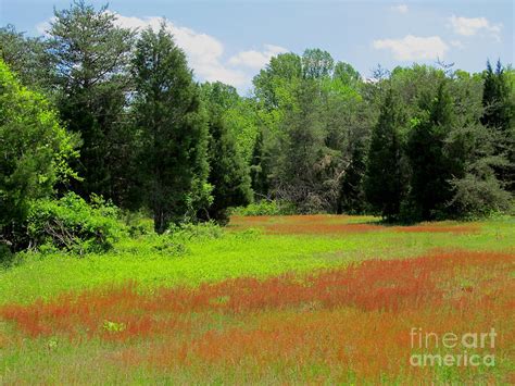 Forest Meadow Photograph By Wondering Eye Fine Art America