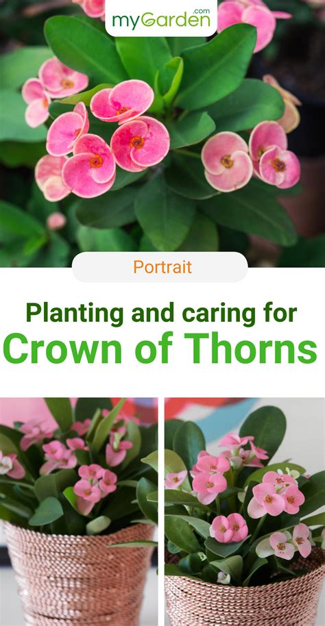 The Crown Of Thorns Is Perfect Both For The Windowsill And For Planting