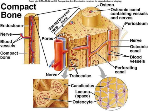 Compact Bone Anatomy And Physiology Human Anatomy And Physiology