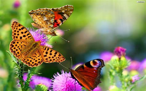 Butterfly Flowers Wallpapers5 9448 The Wondrous Pics