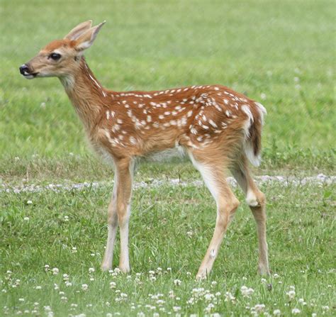 Spotted Fawn Br