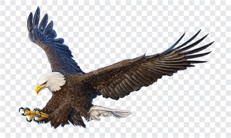 Premium Vector Bald Eagle Swoop Attack Hand Draw And Paint Color On