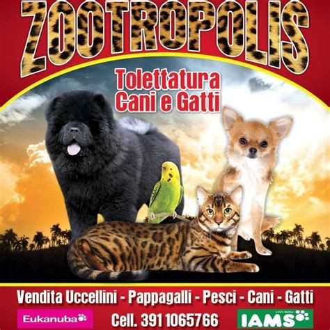 Search all products and retailers of nupi: Zootropolis Palermo - Home | Facebook