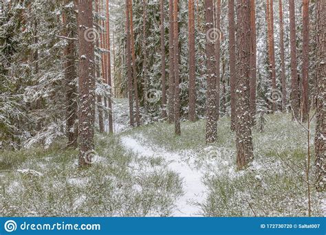 Forest Path Leading In A Group Of Snowy Forests Stock Photo Image Of