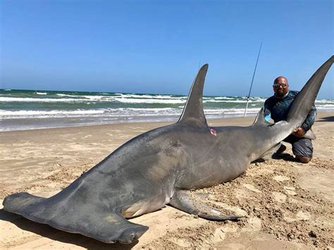 Nearly 1000 Pound Shark Caught From Padre Island National Seashore
