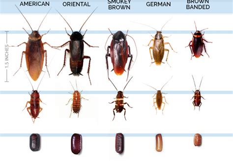 5 Signs You Have A Cockroach Infestation Bon Accord London