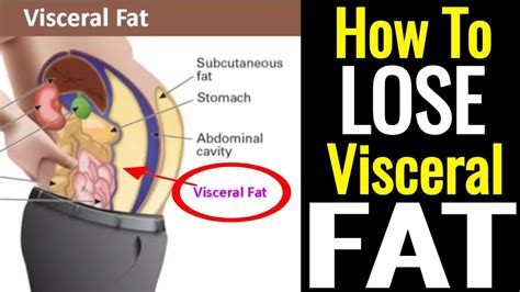 How To Lose Visceral Fat Its Not As Hard As You Think Weightblink
