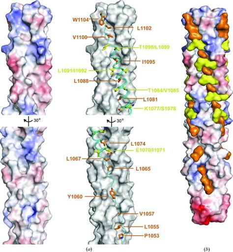 Iucr Crystal Structure Of The Post Fusion Core Of The Human