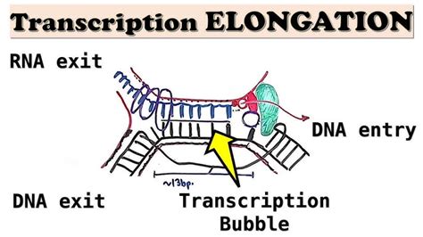 Transcription Initiation In Prokaryotes