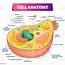 Cell Anatomy Vector Illustration Labeled Educational Structure Diagram 