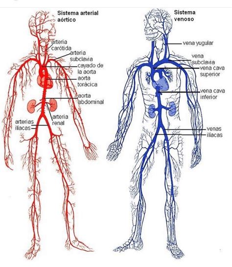 O Que São Vias Arteriais Educabrilha