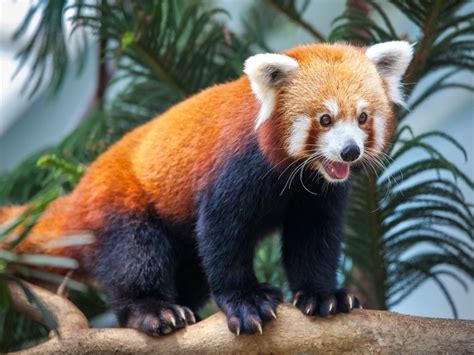 International Red Panda Bear Day 2020 5 Lesser Known Facts About