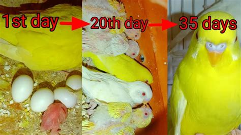 Budgie Growth Stages First 45 Days Of Babies Timelapse Youtube