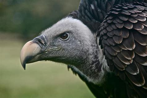 100 Best Vulture Photos · 100 Free Download · Pexels Stock Photos