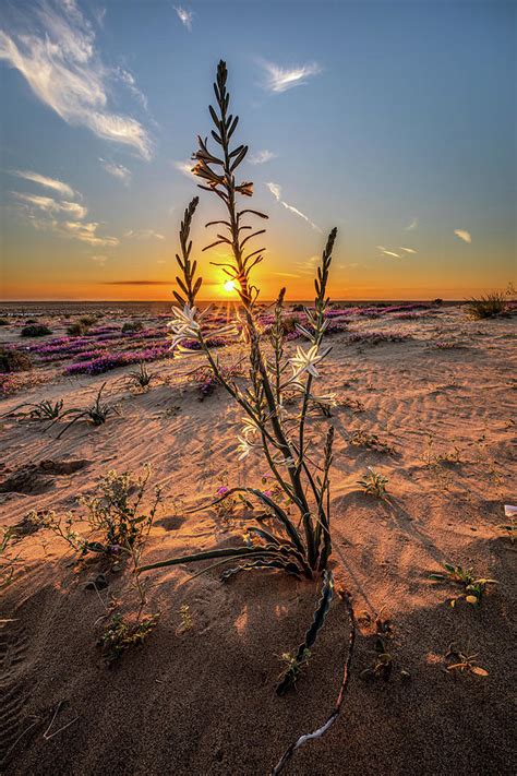 Desert Lily At Sunset Photograph By Peter Tellone Fine Art America