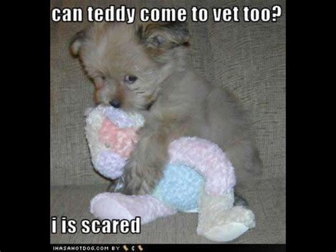 So Cute Funny Animals With Captions Cute Funny Animals Funny