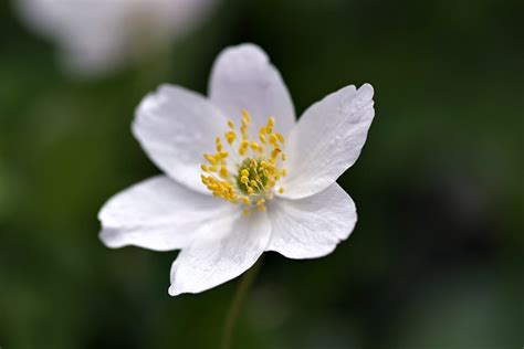 Free Photo White Flower Yellow Stamens Biel Free Image On Pixabay