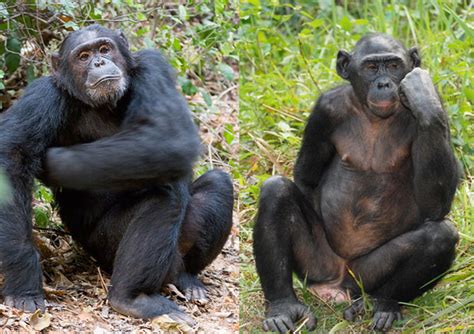 Bensozia Are Bonobos Self Domesticated Chimps