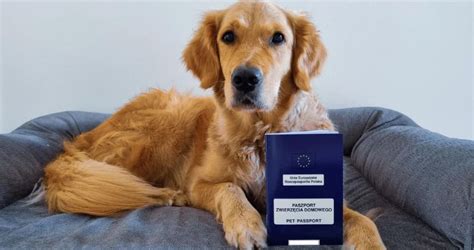 Paszport dla psa jak gdzie wyrobić i ile kosztuje paszport dla psa