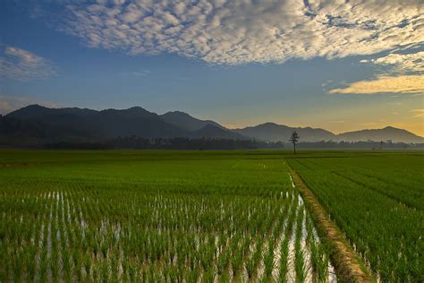 Hd Wallpaper Sunrise Rice Fields Sky Agriculture Scenics Nature