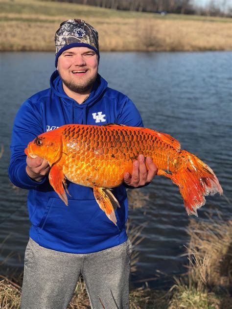 A 20 Pound ‘goldfish Was Caught In A Kentucky Pond How A Biscuit