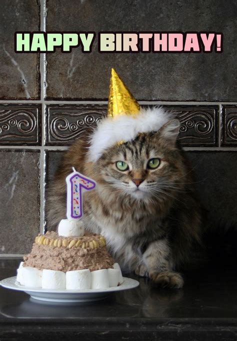 Happy Birthday From The Cat Messages Cat Meme Stock Pictures And Photos