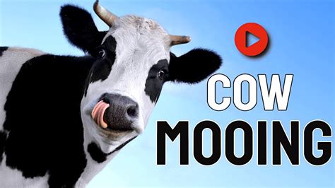 Cow Mooing Animal Sounds Youtube
