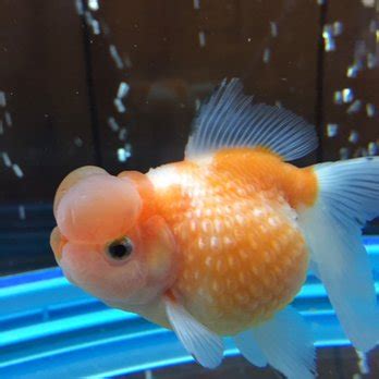 King Koi & Goldfish - 117 Photos & 41 Reviews - Local Fish Stores