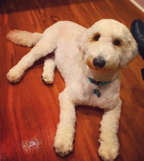 These doodle dogs are more than just another cute face! 20+ Best Goldendoodle Haircut Pictures - Page 5 - The Paws