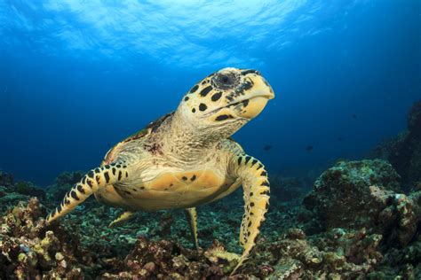 The hawksbill sea turtle (eretmochelys imbricata) is a critically endangered sea turtle belonging to the family cheloniidae. Fuwairit Opens After Hawksbill Nesting Season - The life pile